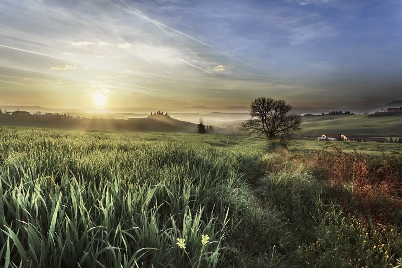 field, Sun, sky, plants, landscape, outdoors