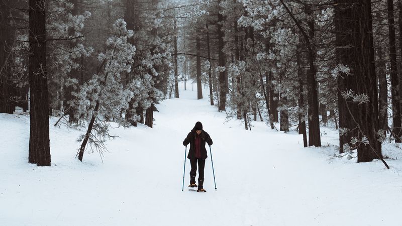 skier, forest, snow, winter, walk, 4k