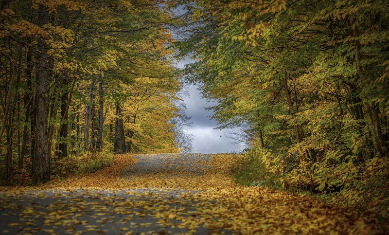 road, fall, leaves, trees, plants