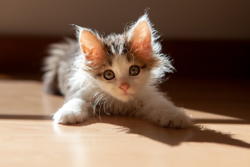cats, animals, kittens, baby animals, mammals