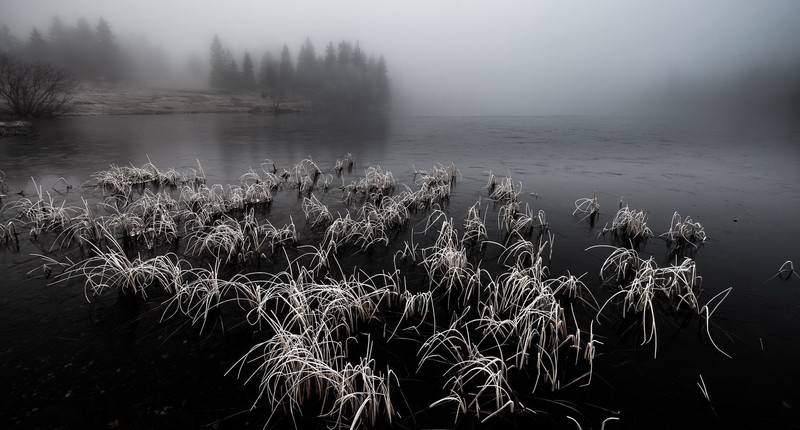 plants, water, nature, outdoors, depressing