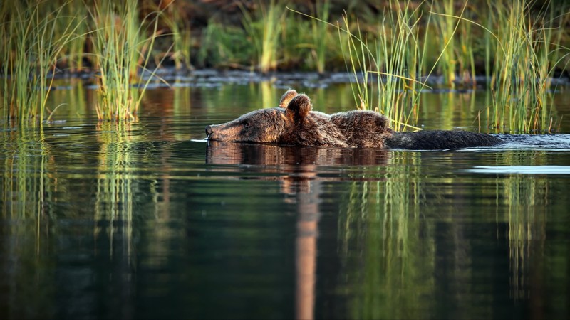 water, nature, animals, mammals, bears