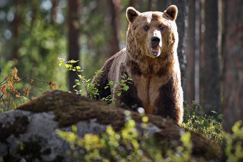 nature, animals, mammals, bears