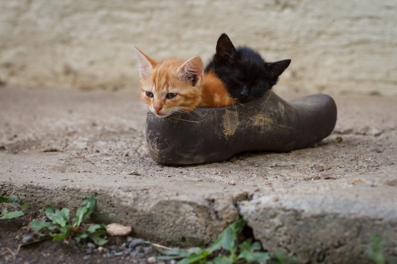 cats, shoes, animals, kittens, baby animals, mammals