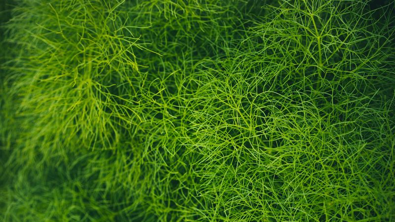 grass, green, plant, macro, 4k