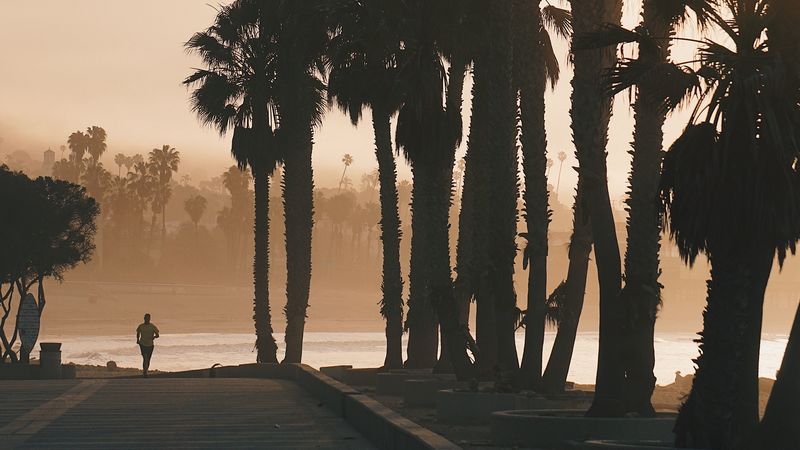 palm trees, sunset, running, silhouette, 4k