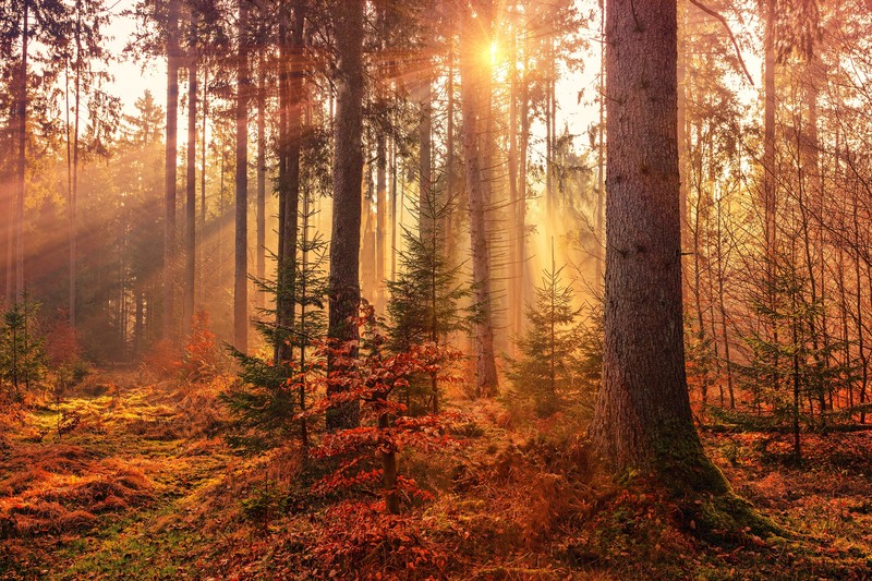 trees, forest, nature, fall, sunrise