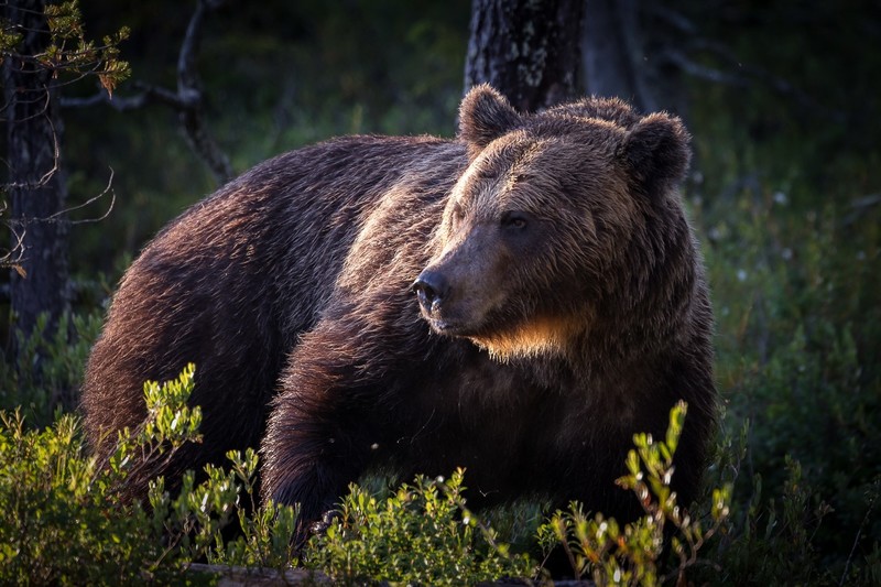 bears, animals, mammals