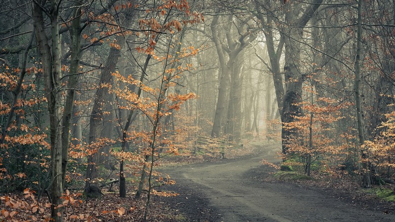 road, fall, trees, outdoors, plants, dirt road
