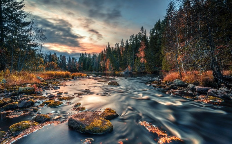fall, stones, trees, nature, water, river, outdoors