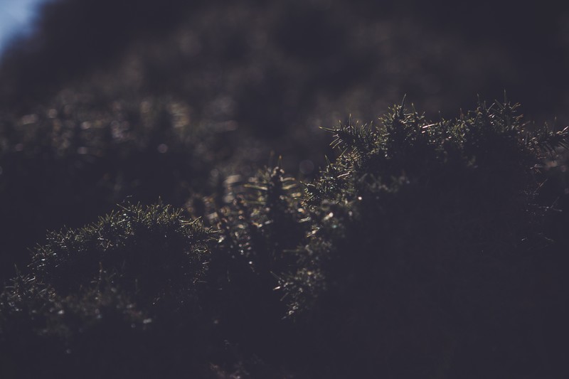 nature, plants, grass, dark