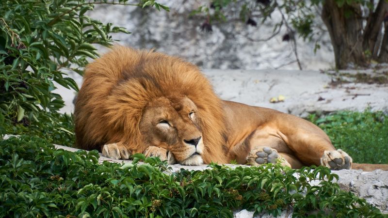 lion, big cat, sleep, 4k