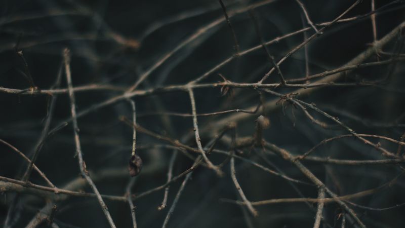 branches, blur, macro, gray, 4k