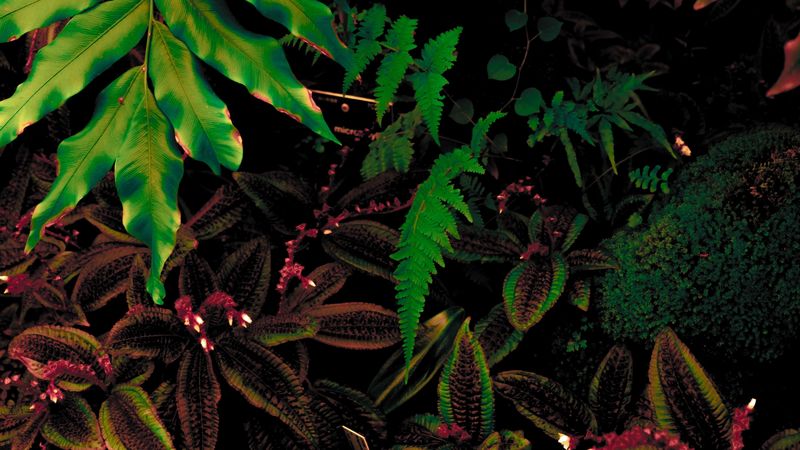 leaves, plant, green, vegetation, 4k