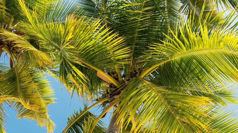 palm trees, trunk, branches, leaves, bottom view, 4k