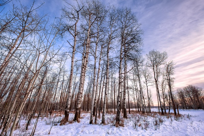 nature, winter, trees, snow