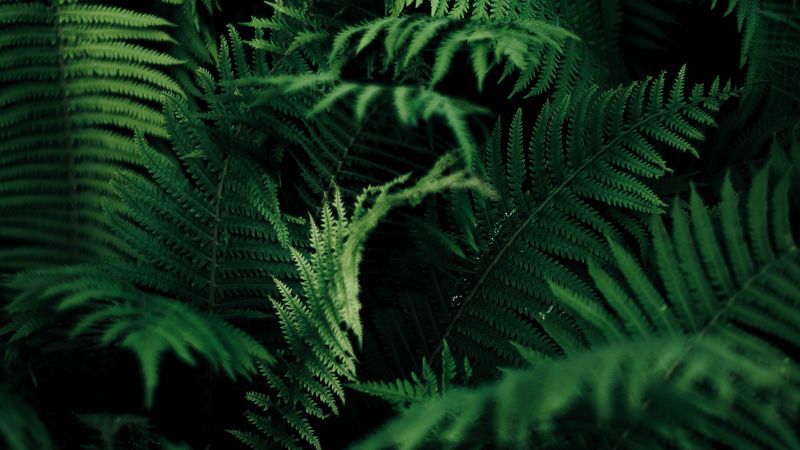 fern, leaves, green, macro, plant, vegetation, carved, 4k