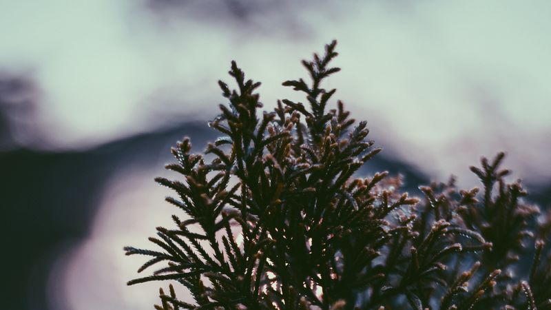 branch, plant, drops, blur, 4k