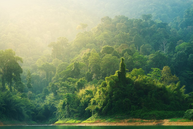 nature, landscape, trees, forest, mist, water, jungle, overgrown, tropical