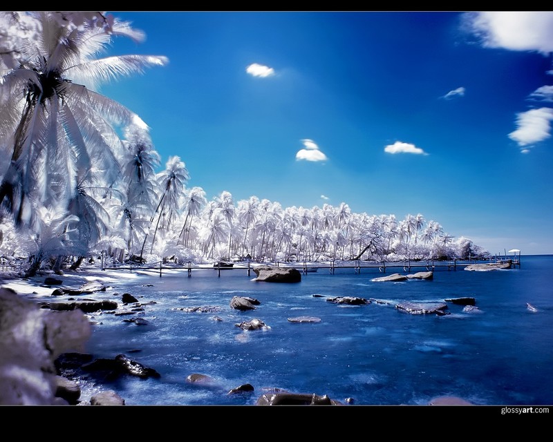 nature, infrared