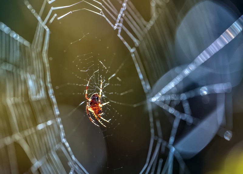 macro, spider, animals, spiderwebs