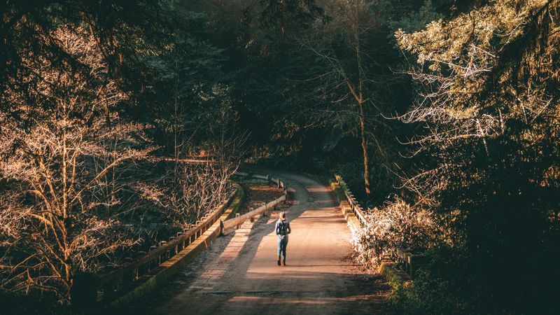 forest, road, man, lonely, loneliness, trees, branches, 4k
