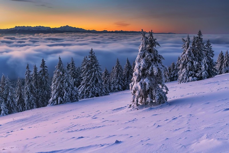 winter, snow, nature, landscape, outdoors, trees