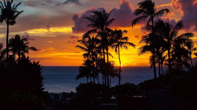 palm trees, sunset, ocean, clouds, night, tropics, 4k