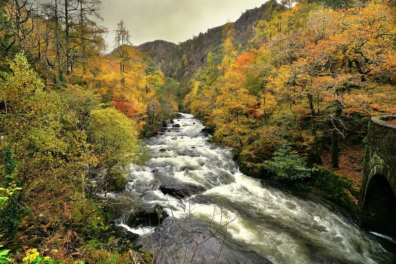 fall, river, water, nature, plants, trees