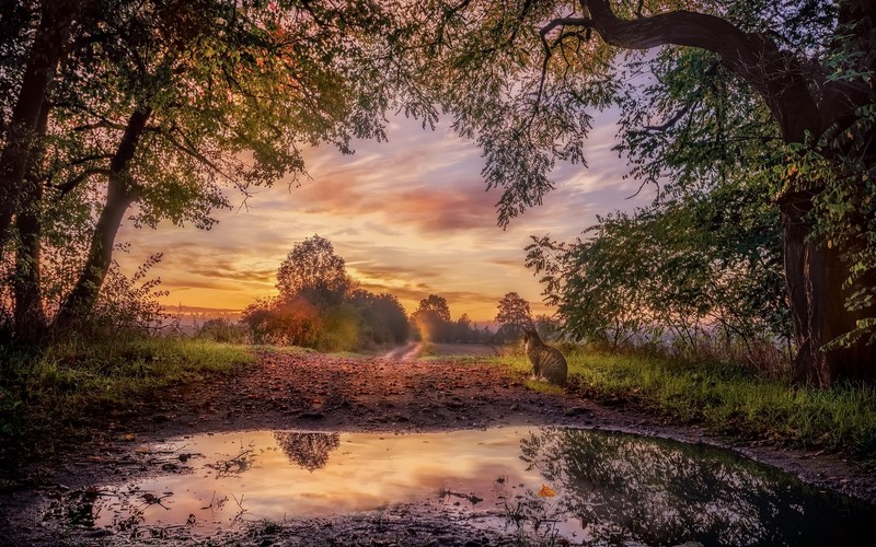 cats, animals, mammals, nature, trees, sky, sunlight