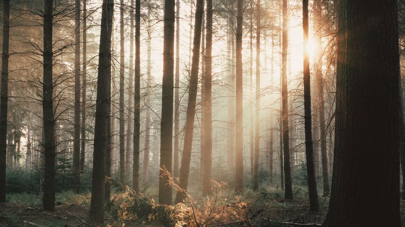 trees, forest, rays, bushes, 4k