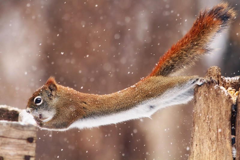 snow, winter, animals, mammals, squirrel, snowing
