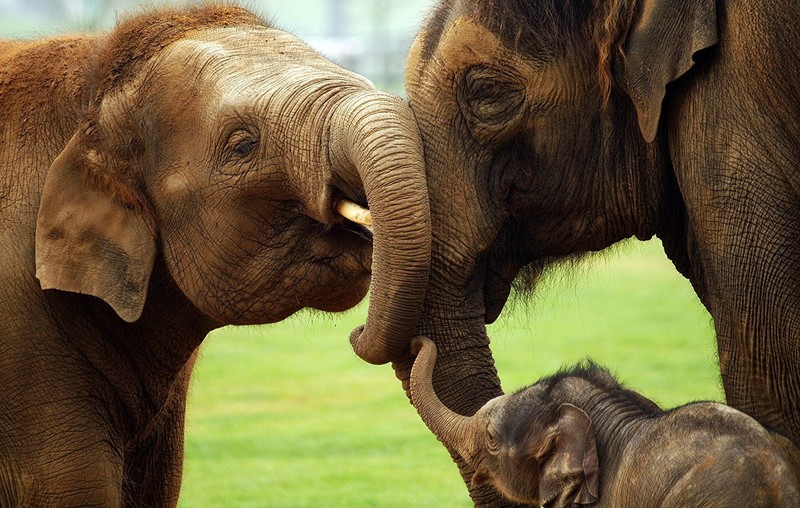 animals, mammals, elephant