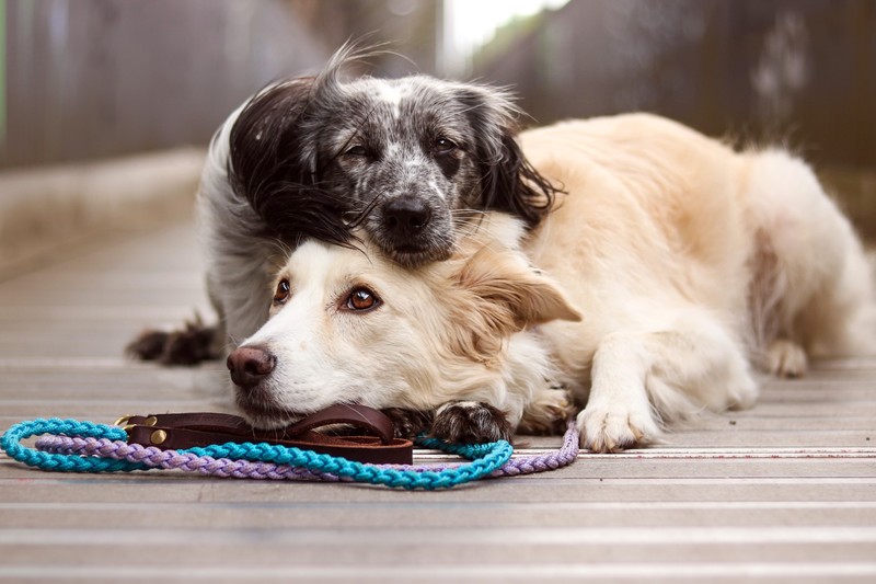 dog, animals, mammals