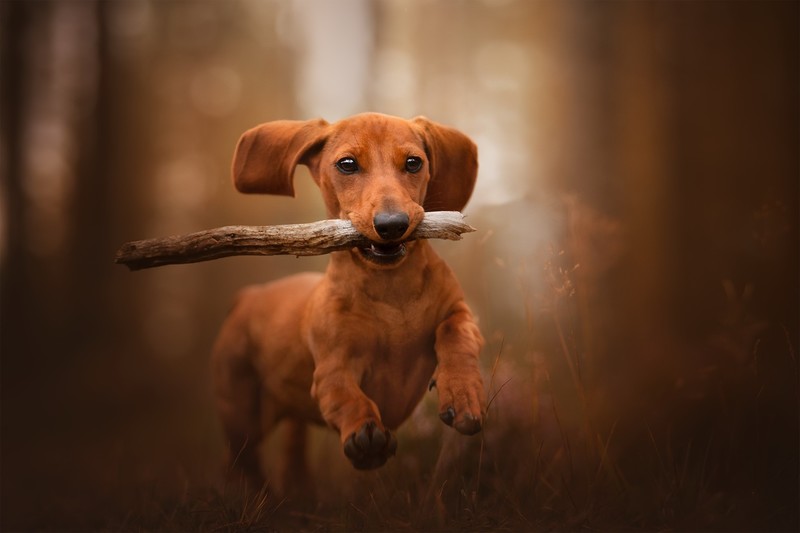 wood, dog, animals, mammals, dachshund
