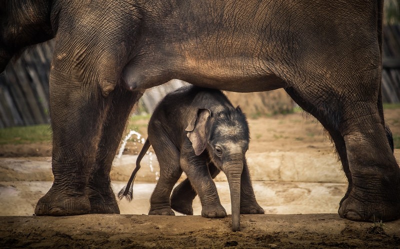 animals, mammals, elephant, baby animals