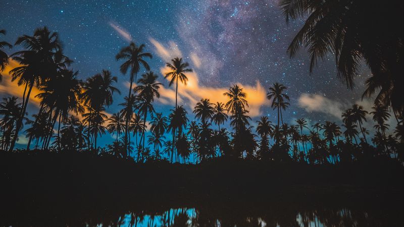palm trees, starry sky, milky way, stars, night, 4k