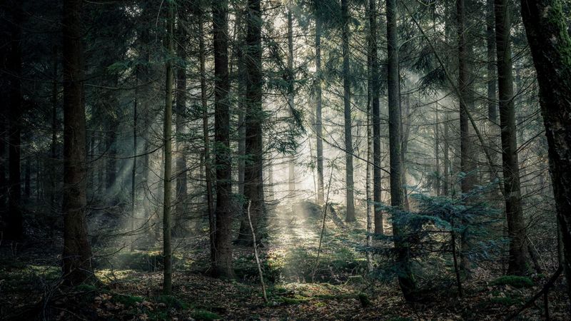 forest, fog, trees, branches, light, 4k