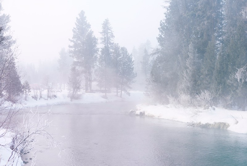 winter, snow, mist, water, morning, forest, trees, spruce, fir, fir-tree