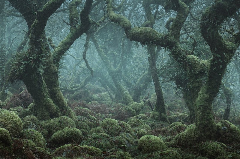 trees, forest, mist, grass, moss, faded