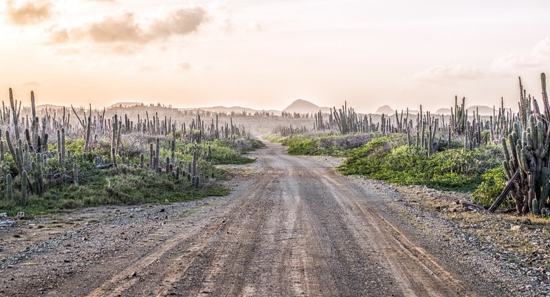 dirt road, plants, landscape, sky, cactus
