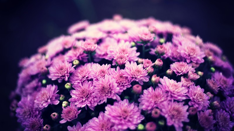 chrysanthemums, flowers, purple, depth of field