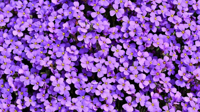 aubrezia, purple, flowers, nature