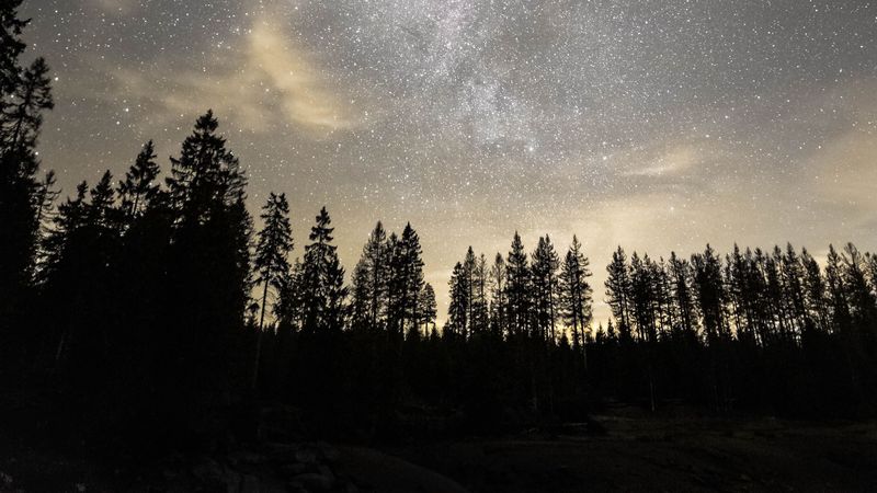 starry sky, milky way, stars, trees, night, 4k