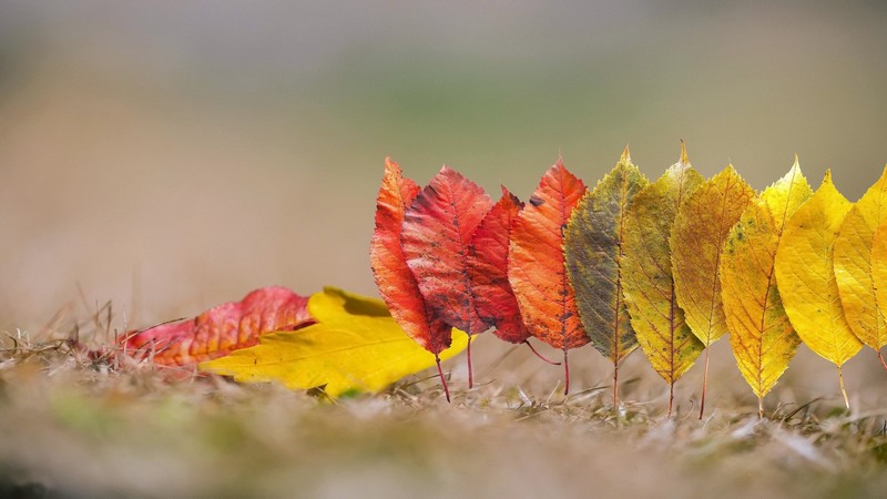 colorful, leaves, plants, fallen leaves
