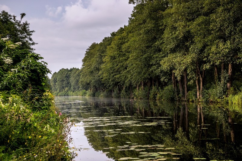 river, nature, water, plants, trees, summer