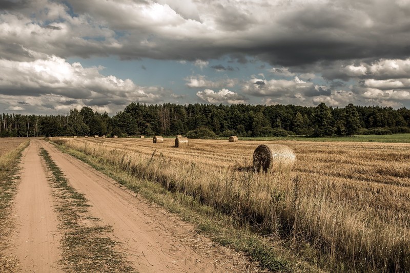 straw, field, dirt road, outdoors