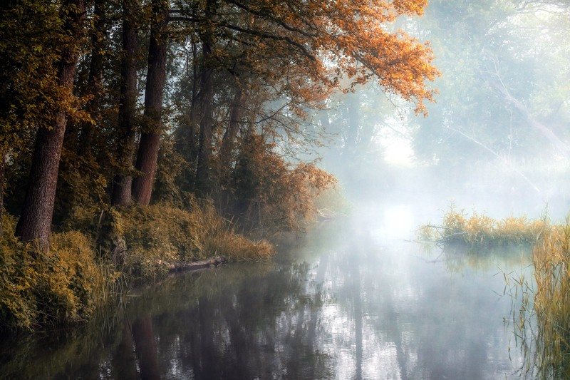 water, plants, nature, outdoors
