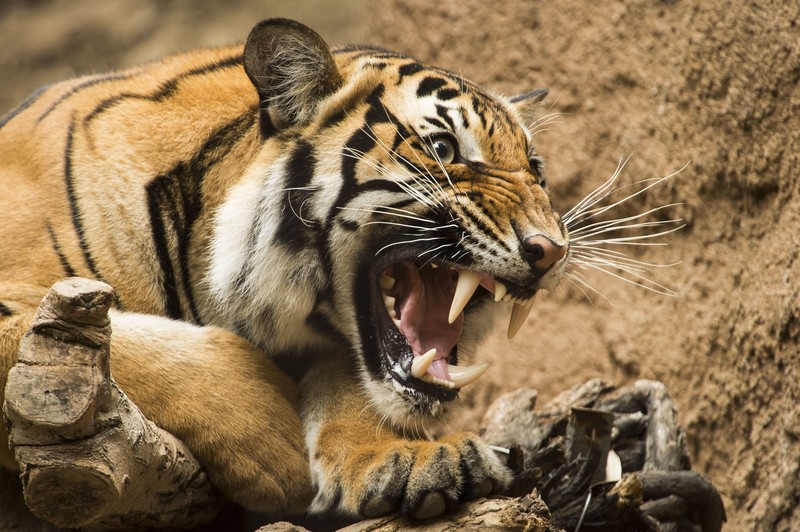 tiger, big cats, animals, mammals