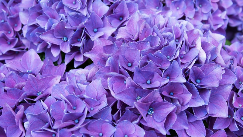 violet, lilac, flowers